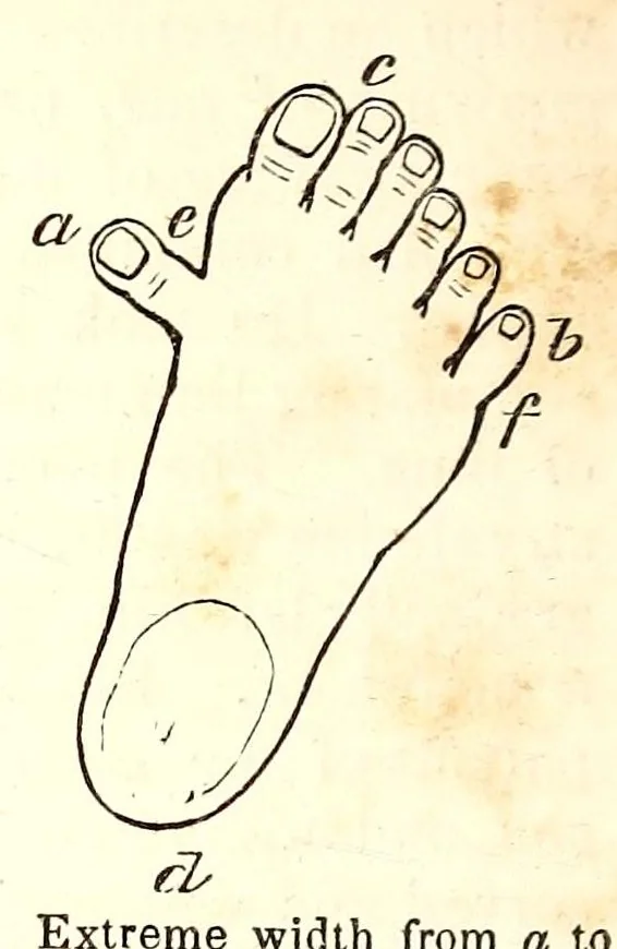An illustration from The American journal of the medical sciences, 1827, leaf 516