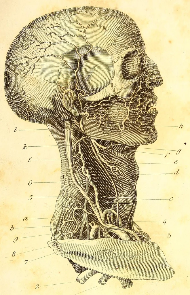 An illustration from The American journal of the medical sciences, 1827, leaf 21