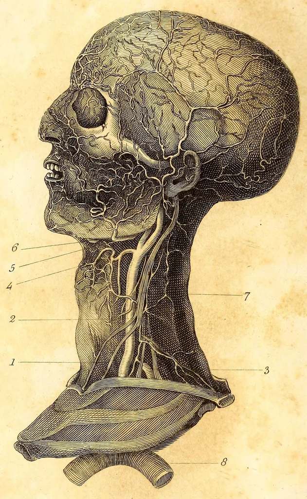 An illustration from The American journal of the medical sciences, 1827, leaf 24