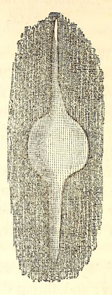 An illustration from The American journal of the medical sciences, 1827, leaf 101