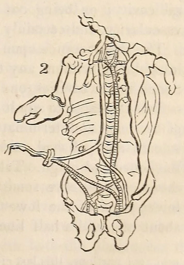 An illustration from The American journal of the medical sciences, 1827, leaf 369