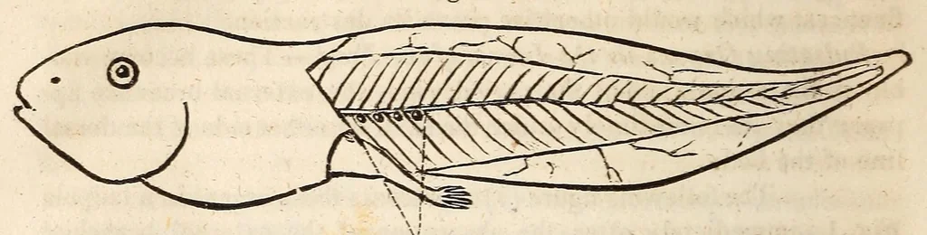 An illustration from The American journal of the medical sciences, 1827, leaf 390