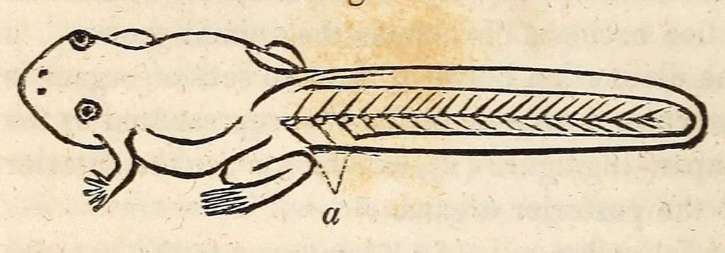 An illustration from The American journal of the medical sciences, 1827, leaf 390