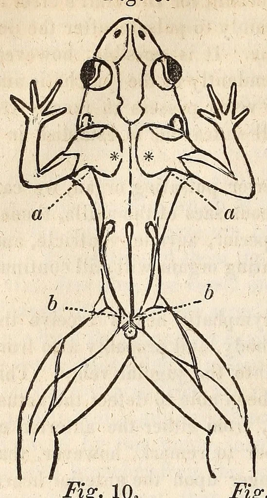 An illustration from The American journal of the medical sciences, 1827, leaf 394