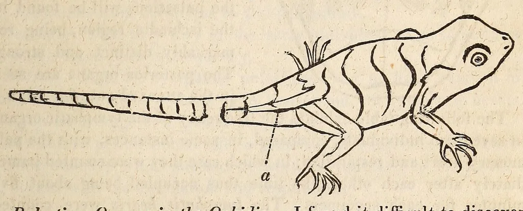 An illustration from The American journal of the medical sciences, 1827, leaf 397