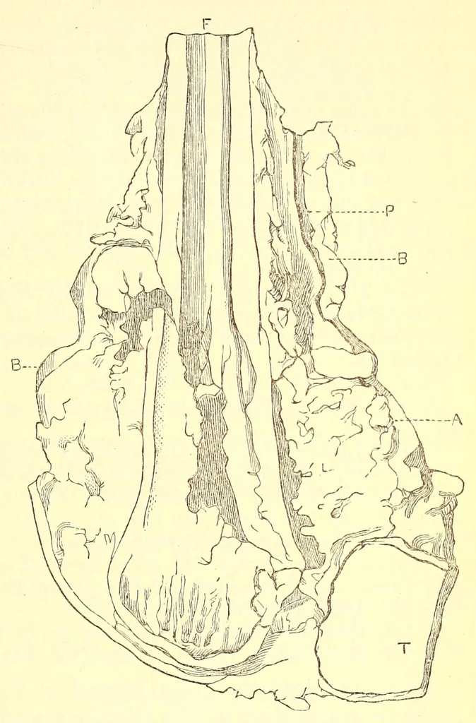 An illustration from The American journal of the medical sciences, 1827, leaf 91