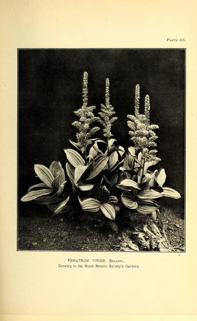 An illustration from American journal of pharmacy, 1835, leaf 147