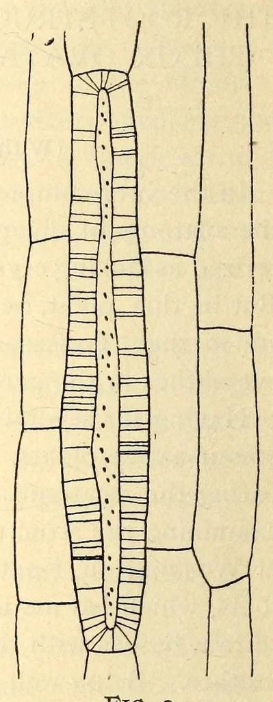 An illustration from American journal of pharmacy, 1835, leaf 610
