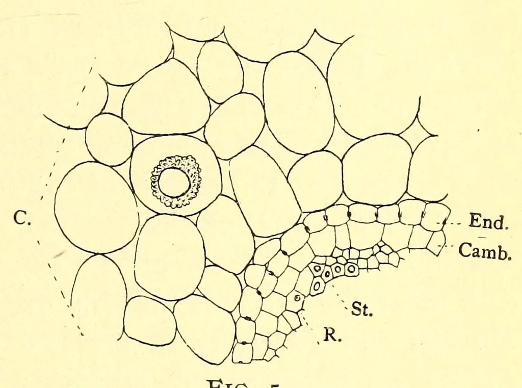 An illustration from American journal of pharmacy, 1835, leaf 613