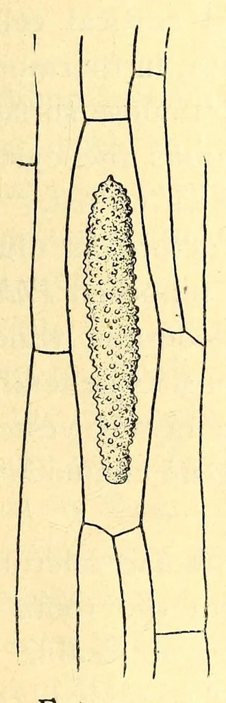 An illustration from American journal of pharmacy, 1835, leaf 613