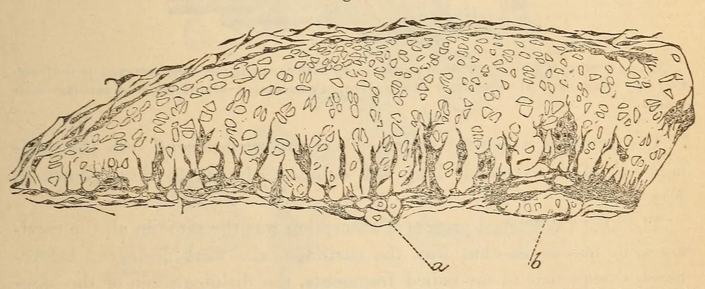 An illustration from The American journal of the medical sciences, 1827, leaf 361