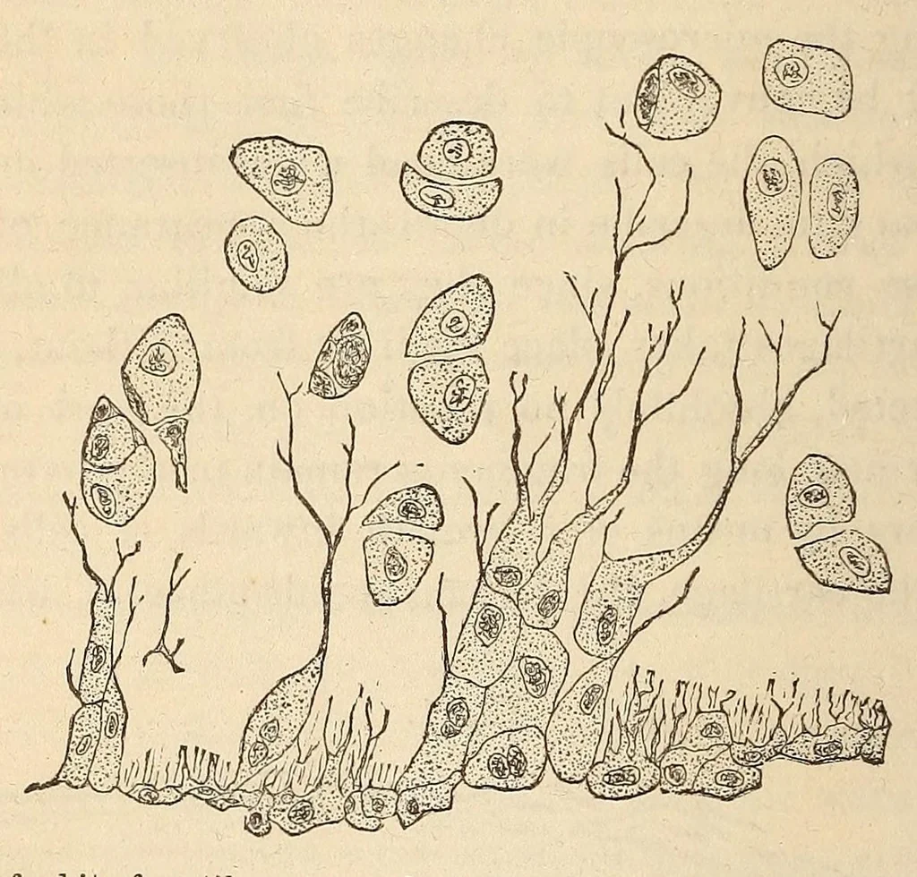 An illustration from The American journal of the medical sciences, 1827, leaf 362