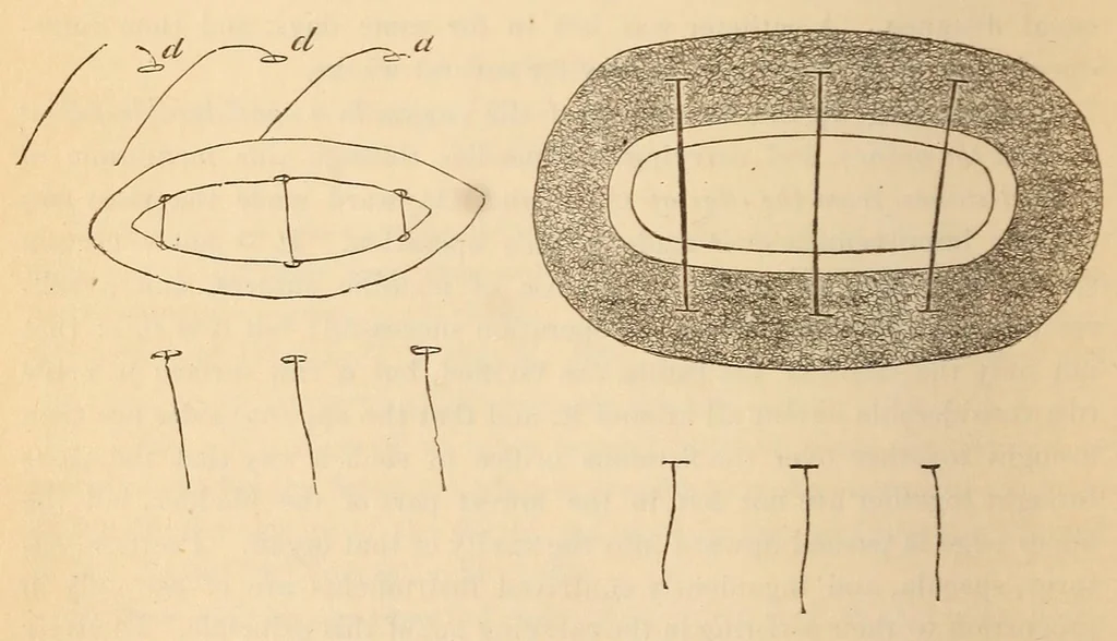 An illustration from The American journal of the medical sciences, 1827, leaf 134