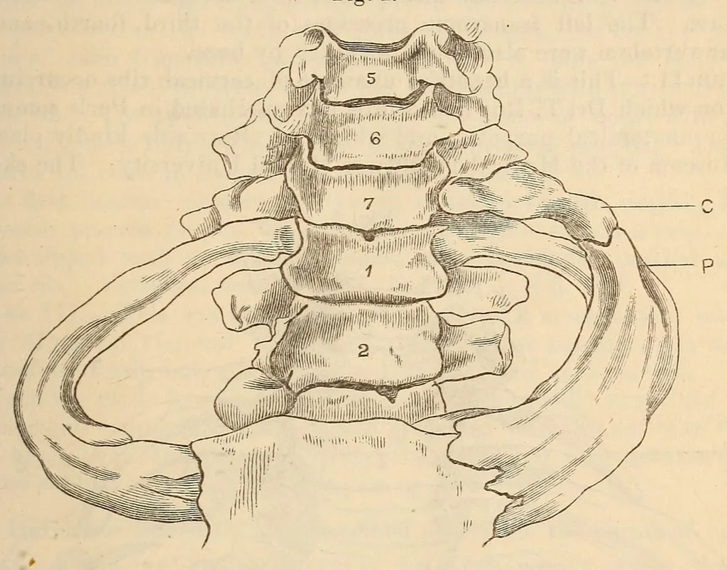 An illustration from The American journal of the medical sciences, 1827, leaf 117