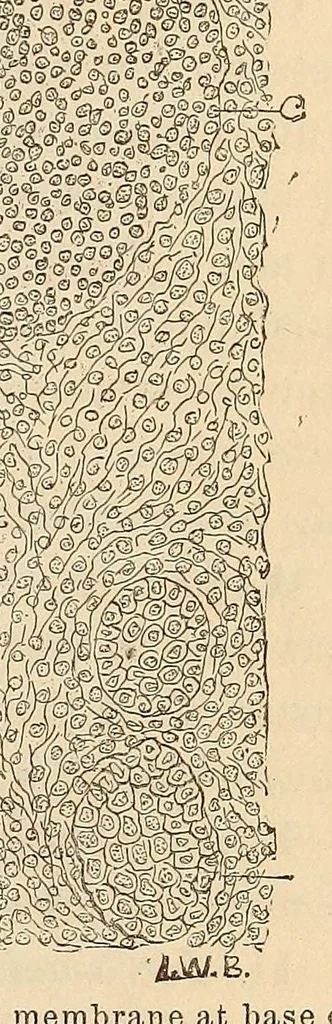 An illustration from The American journal of the medical sciences, 1827, leaf 135
