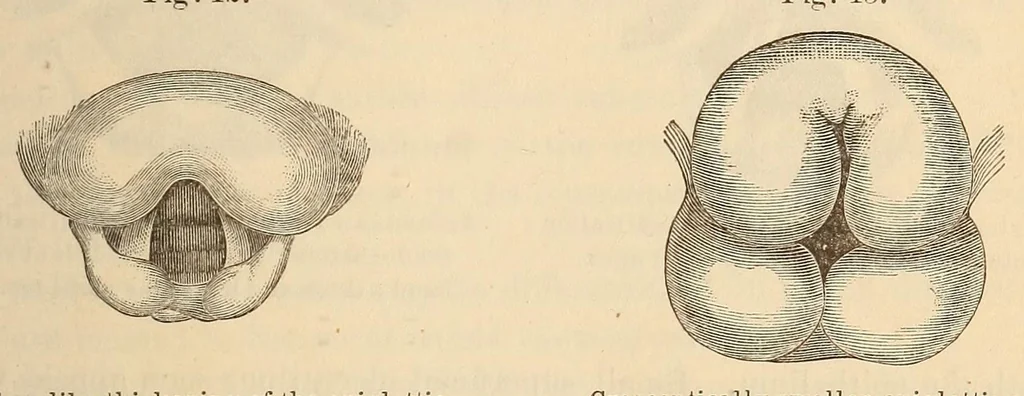 An illustration from The American journal of the medical sciences, 1827, leaf 145