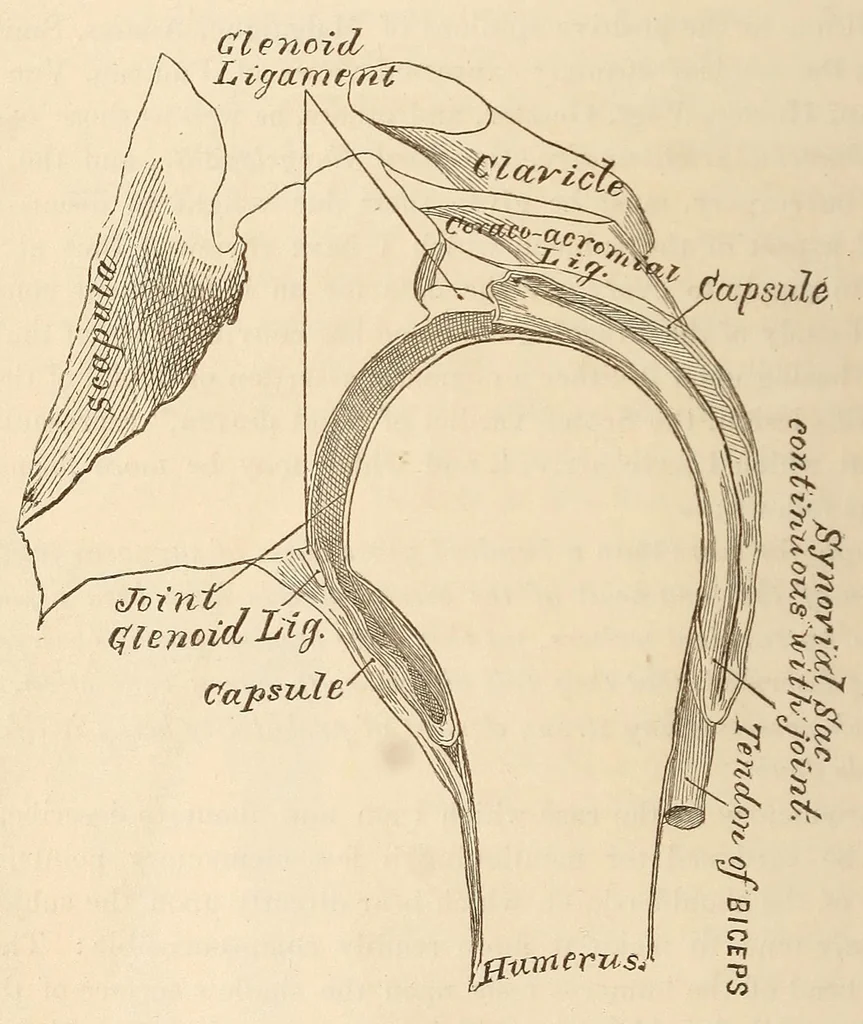 An illustration from The American journal of the medical sciences, 1827, leaf 44