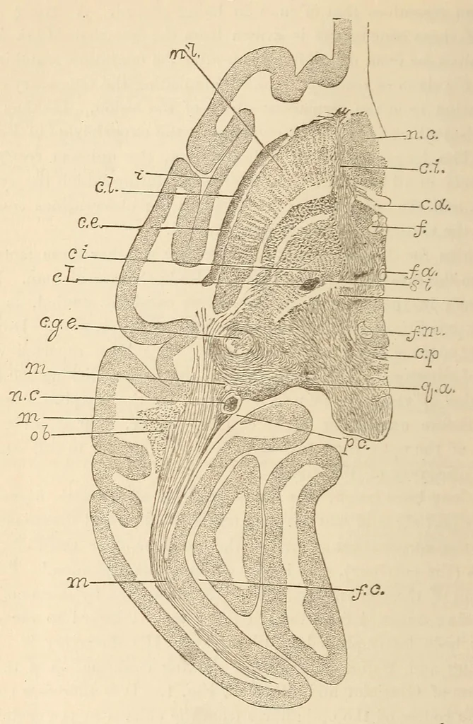 An illustration from The American journal of the medical sciences, 1827, leaf 72