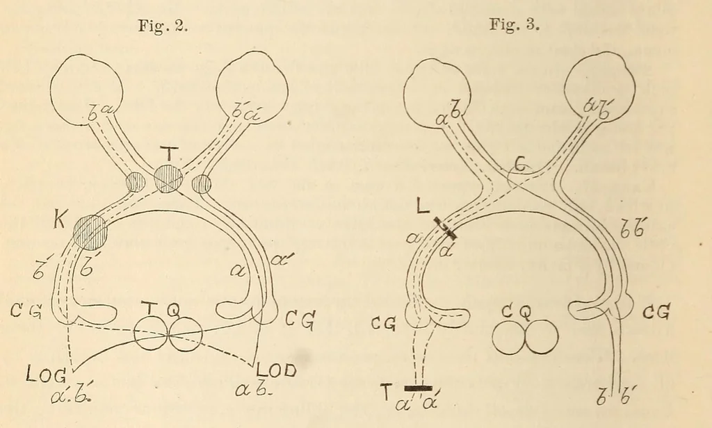 An illustration from The American journal of the medical sciences, 1827, leaf 80