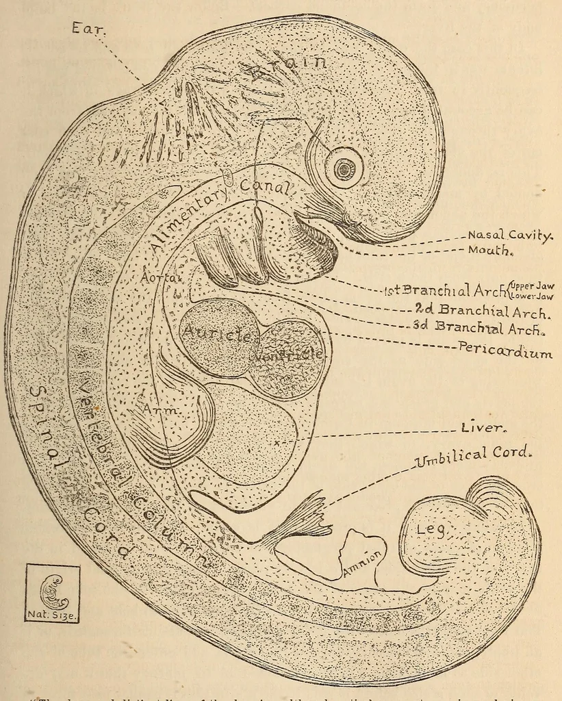 An illustration from The American journal of the medical sciences, 1827, leaf 107