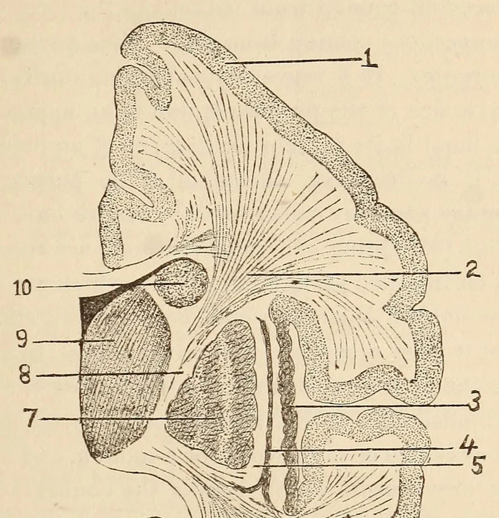 An illustration from The American journal of the medical sciences, 1827, leaf 133