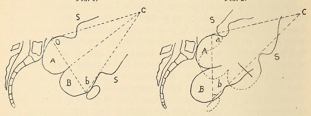An illustration from The American journal of the medical sciences, 1827, leaf 56