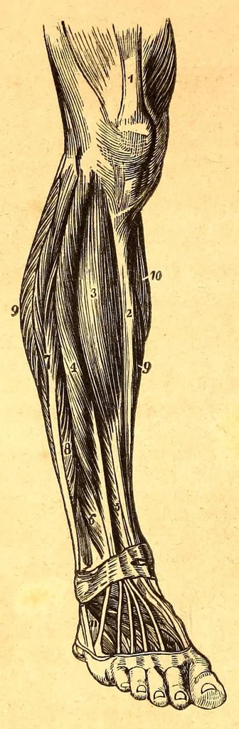 An illustration from The American journal of the medical sciences, 1827, leaf 264