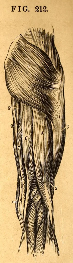 An illustration from The American journal of the medical sciences, 1827, leaf 264