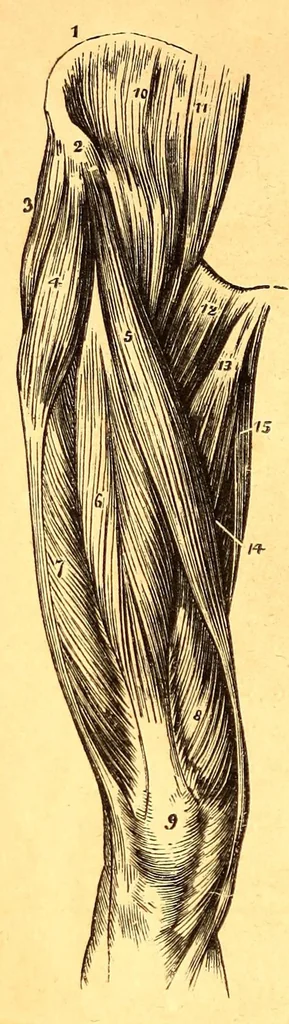 An illustration from The American journal of the medical sciences, 1827, leaf 264
