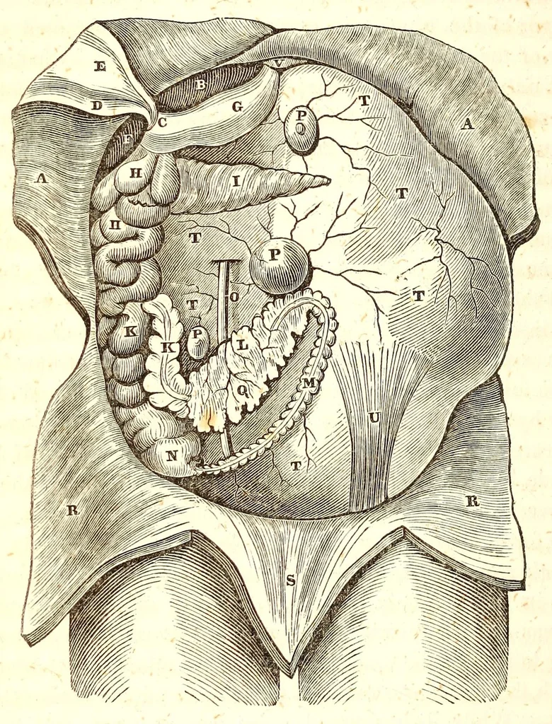 An illustration from The American journal of the medical sciences, 1827, leaf 310