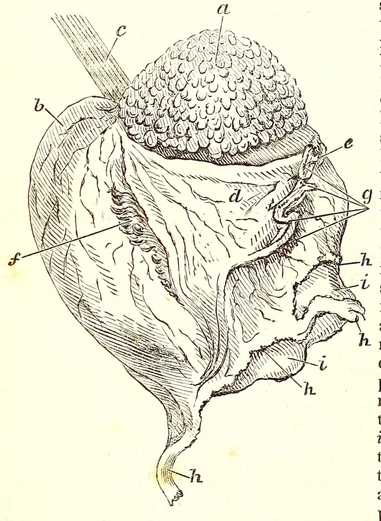 An illustration from The American journal of the medical sciences, 1827, leaf 58