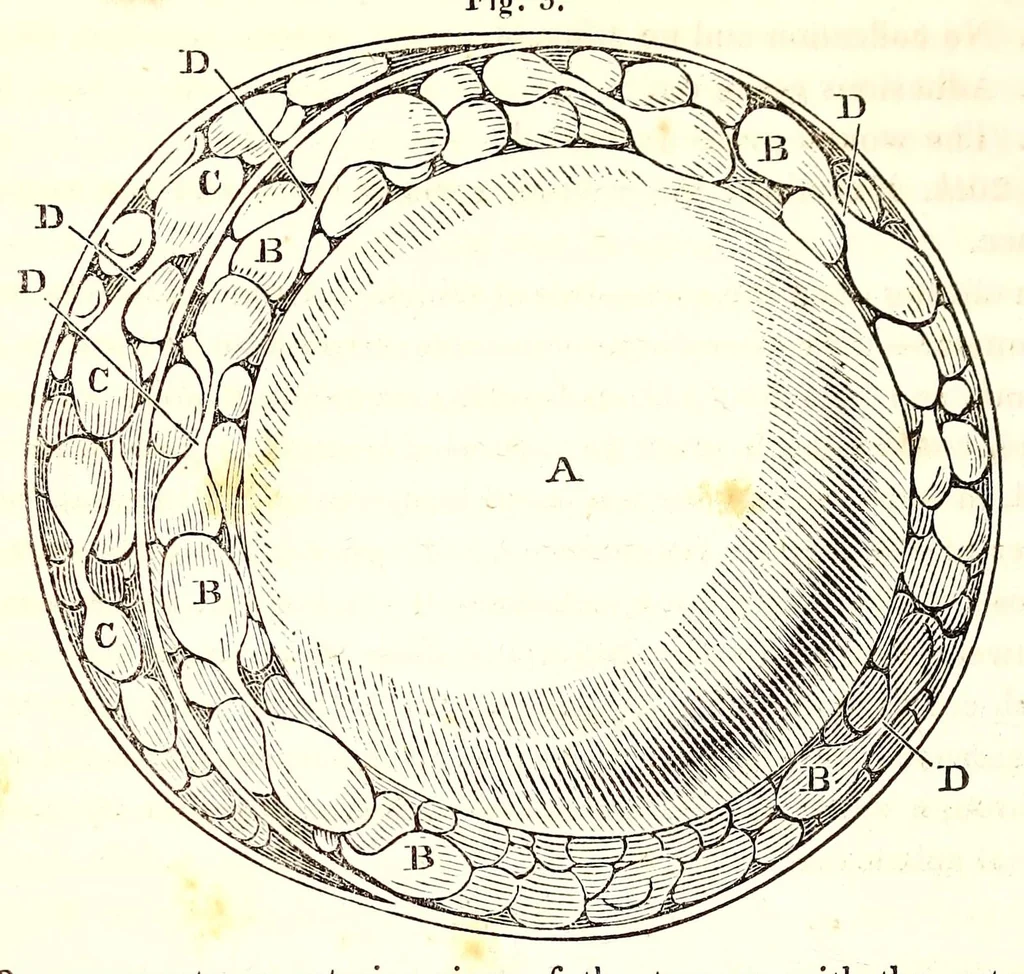An illustration from The American journal of the medical sciences, 1827, leaf 94