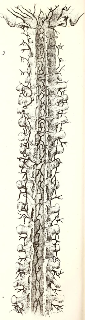 An illustration from The American journal of the medical sciences, 1827, leaf 378