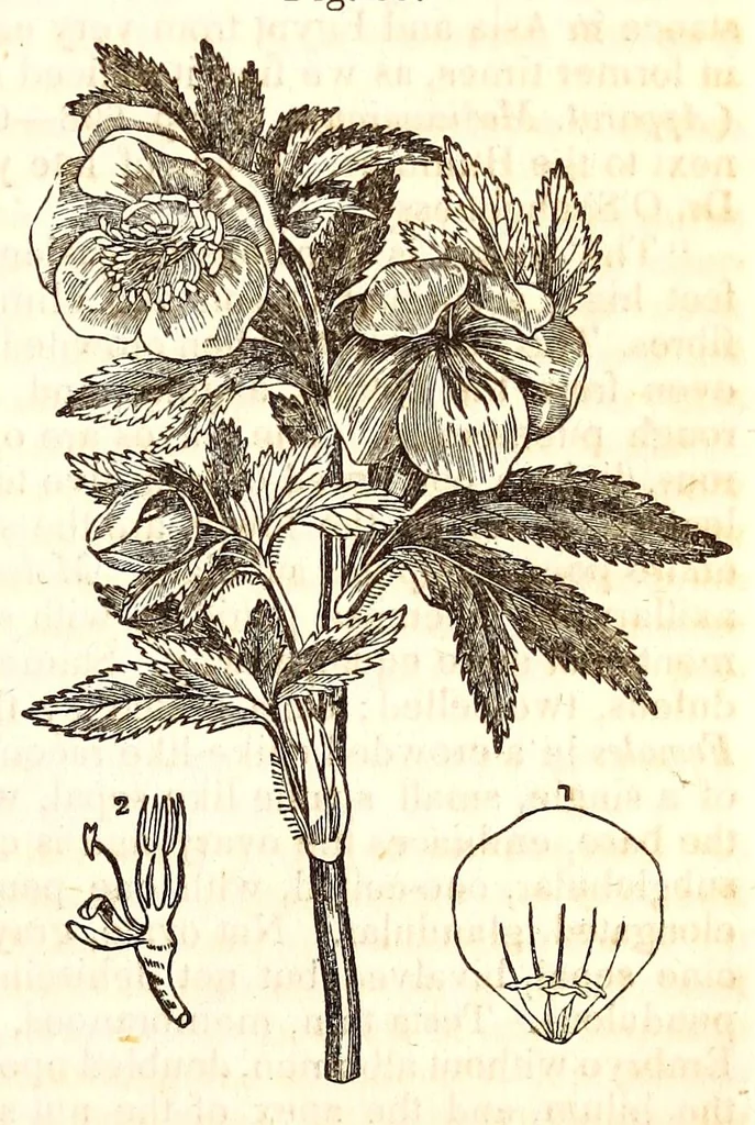 An illustration from The American journal of the medical sciences, 1827, leaf 461