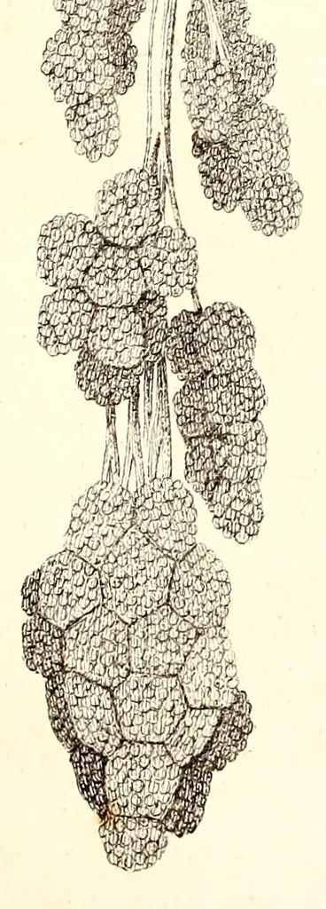 An illustration from The American journal of the medical sciences, 1827, leaf 30