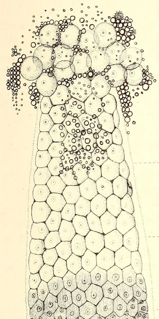 An illustration from The American journal of the medical sciences, 1827, leaf 31