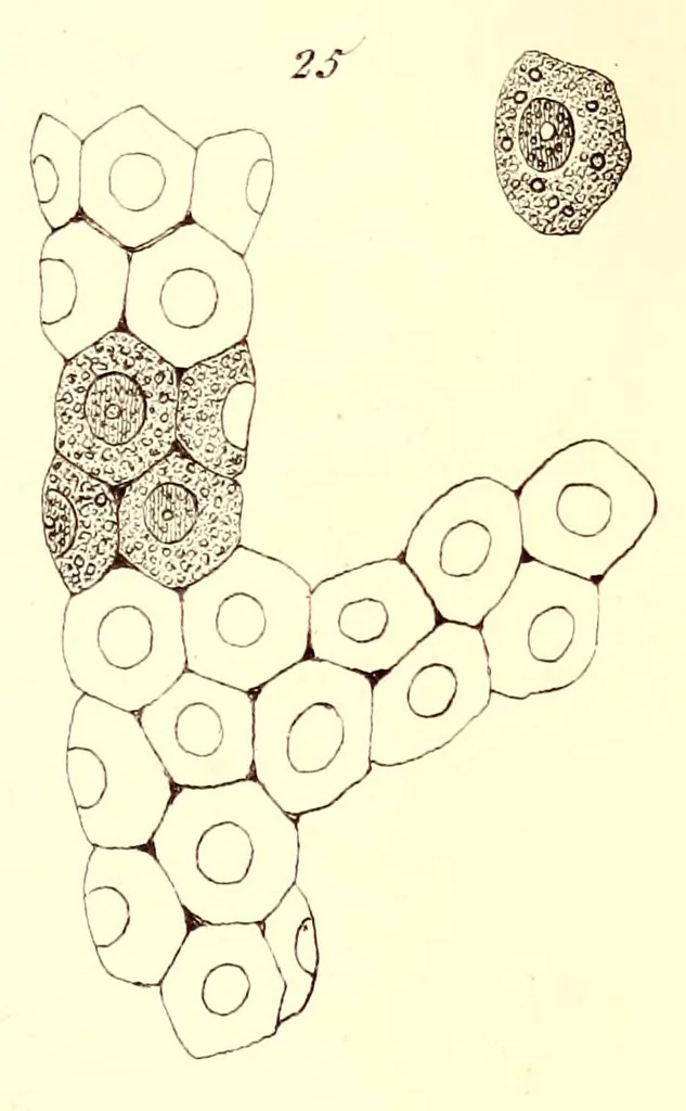 An illustration from The American journal of the medical sciences, 1827, leaf 31