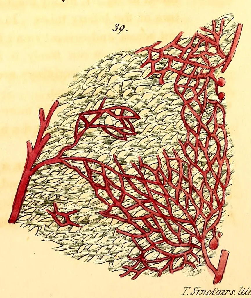 An illustration from The American journal of the medical sciences, 1827, leaf 35