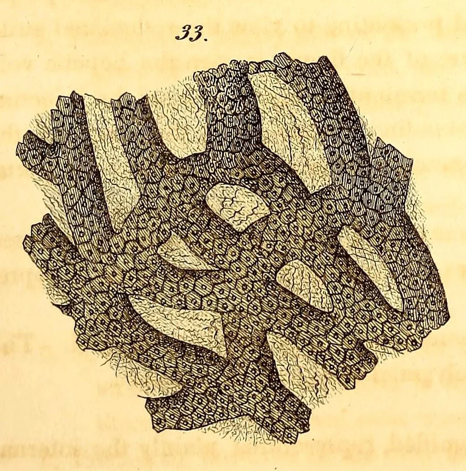 An illustration from The American journal of the medical sciences, 1827, leaf 35