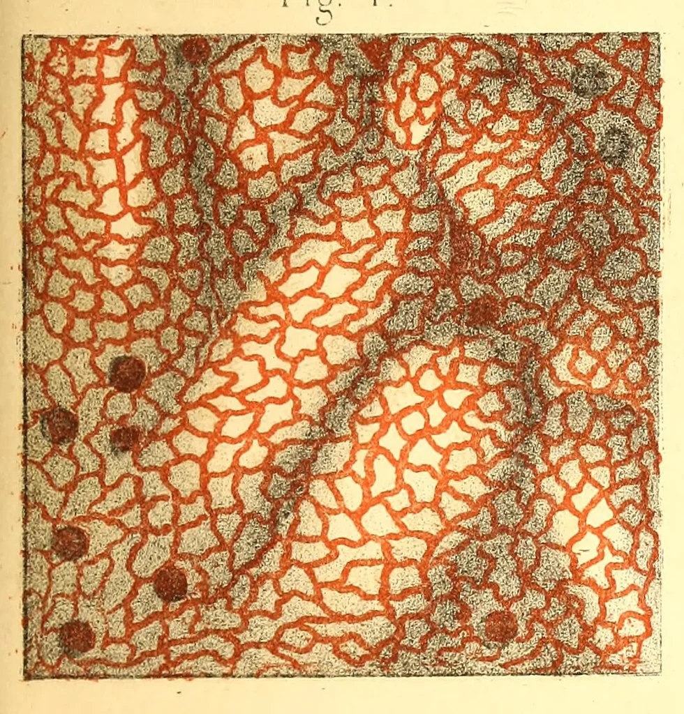 An illustration from The American journal of the medical sciences, 1827, leaf 553