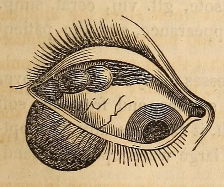 An illustration from The American journal of the medical sciences, 1827, leaf 357