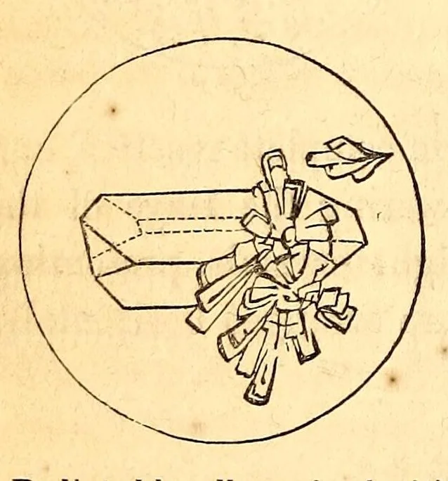 An illustration from The American journal of the medical sciences, 1827, leaf 384