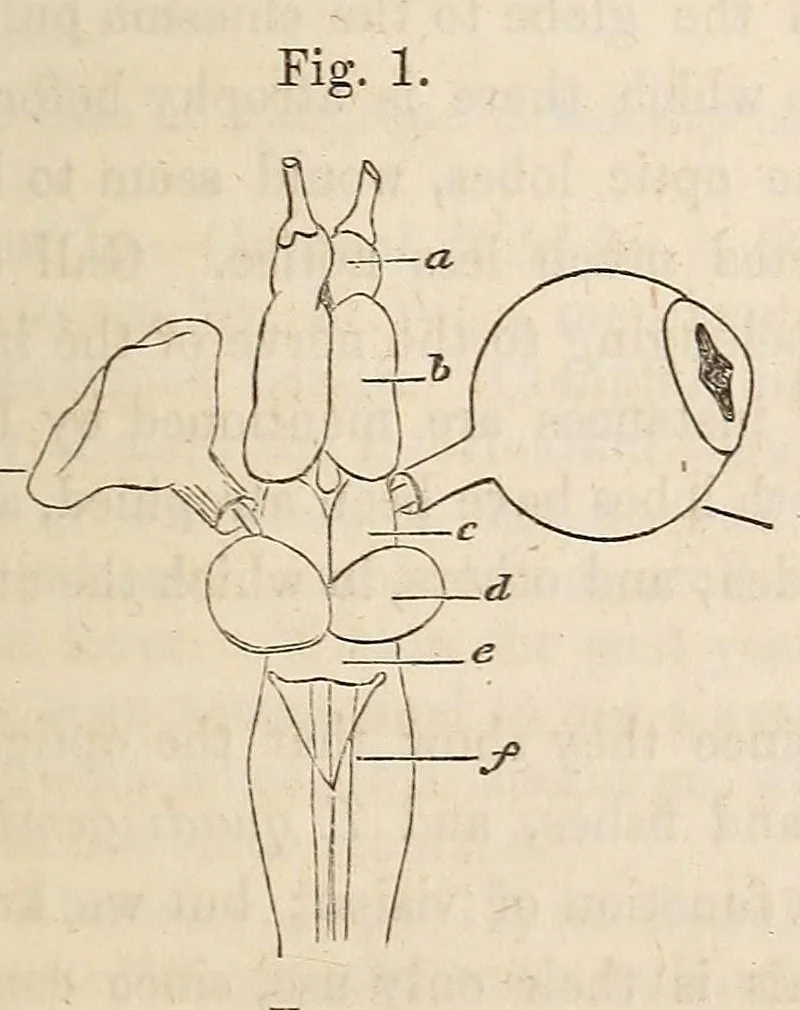 An illustration from The American journal of the medical sciences, 1827, leaf 375
