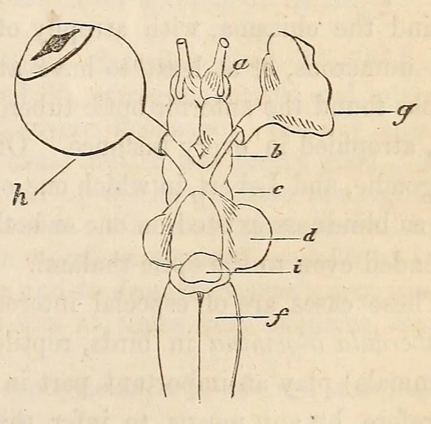 An illustration from The American journal of the medical sciences, 1827, leaf 375