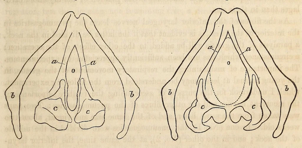 An illustration from The American journal of the medical sciences, 1827, leaf 85