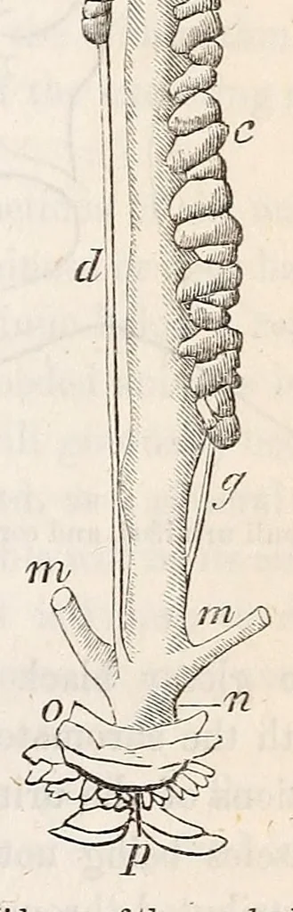 An illustration from The American journal of the medical sciences, 1827, leaf 315