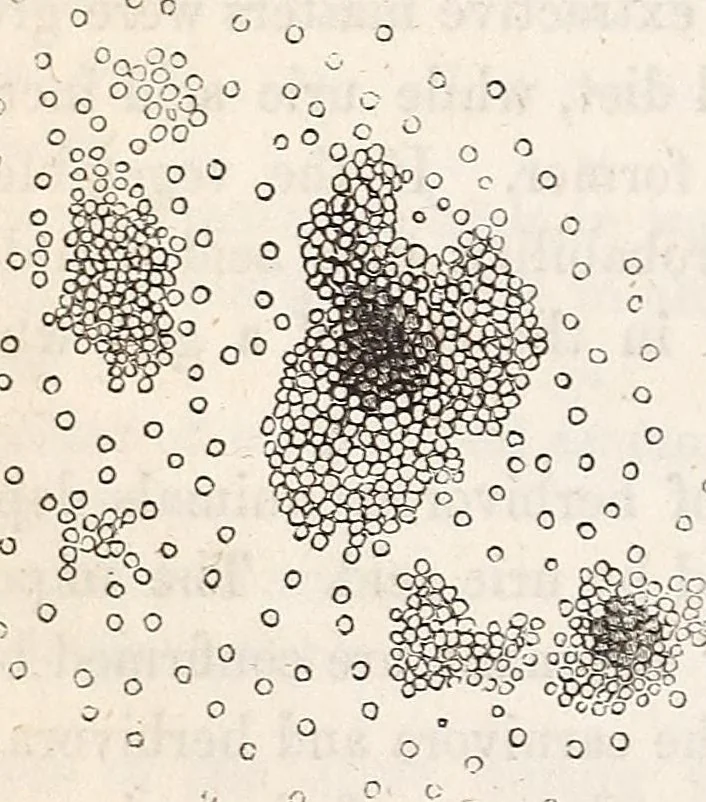 An illustration from The American journal of the medical sciences, 1827, leaf 340