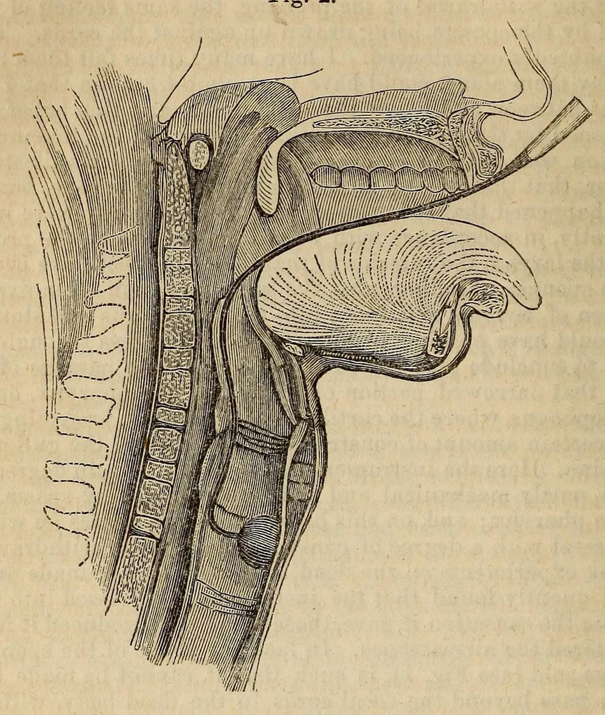 An illustration from The American journal of the medical sciences, 1827, leaf 216