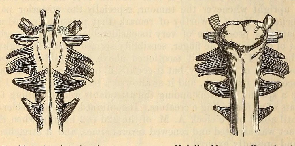 An illustration from The American journal of the medical sciences, 1827, leaf 102
