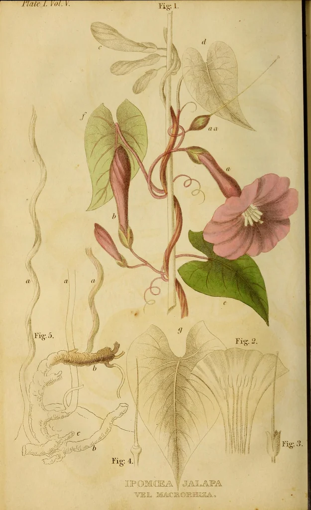 An illustration from The American journal of the medical sciences, 1827, leaf 320